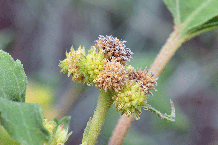 Rough Cocklebur has small green flowers that are inconspicuous to the casual observer. Note here that the florets look similar to Ragweed flowers (Ambrosia). Xanthium strumarium